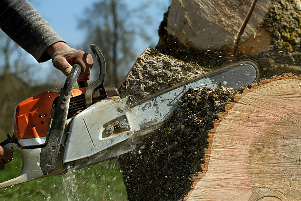 Tree Service Company in Camden, SC